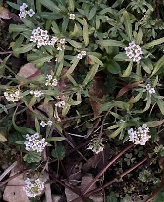 My Alyssum