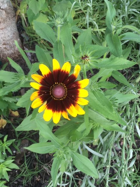 Gloriosa Daisy