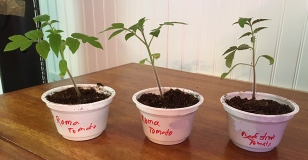 yogurt cup seed pots