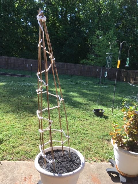 Cucumber trellis