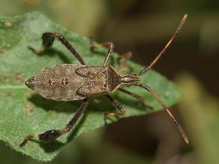 Easter Leaf-footed bug