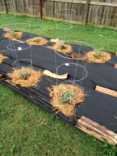 first year planting tomatoes