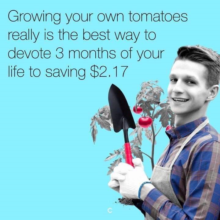 Growing your own tomatoes really is the best way to devote 3 months of your life to saving $2.17