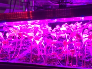 Lettuce seedlings