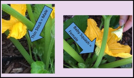 male and female squash flowers