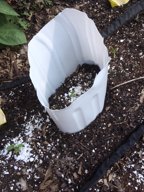 milk jug slug barrier with eggshells