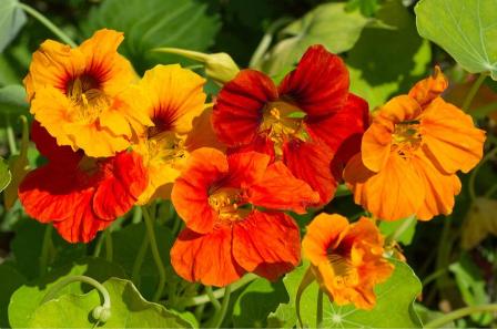 nasturtium 