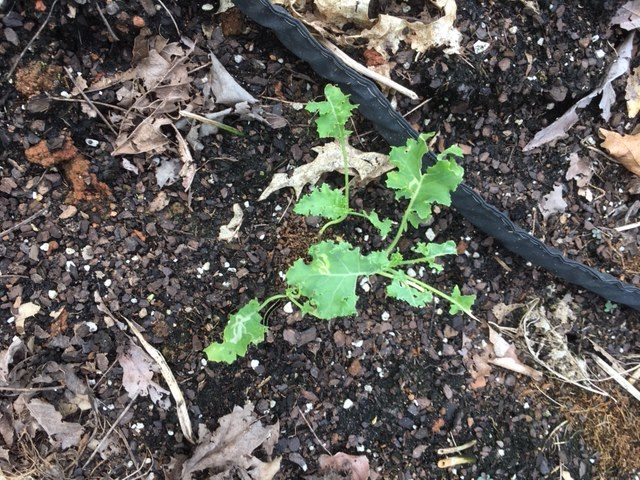 Slug Damage to Kale