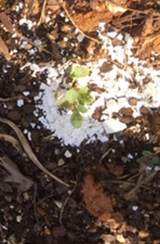 Egg shell barrier around plants