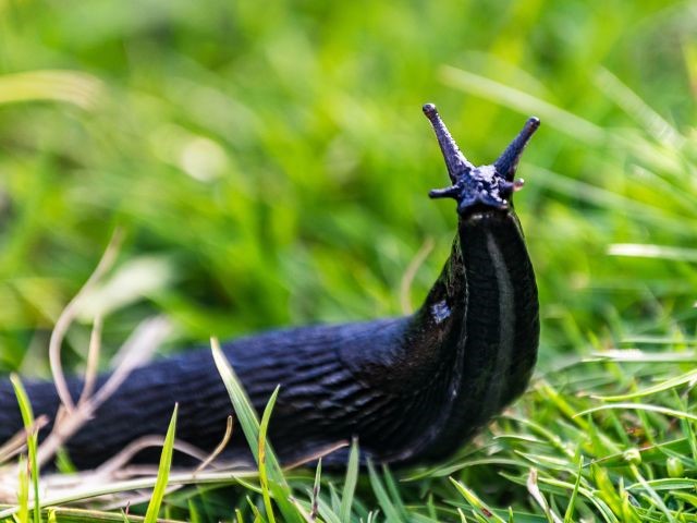 slug