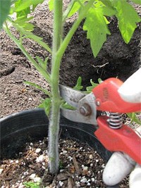 Tomato pruning