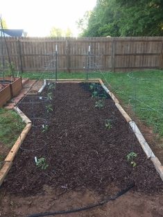 Tomato cages wired together