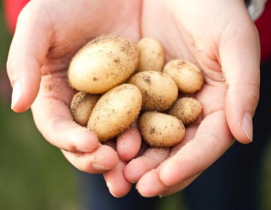 Preserving Potatoes