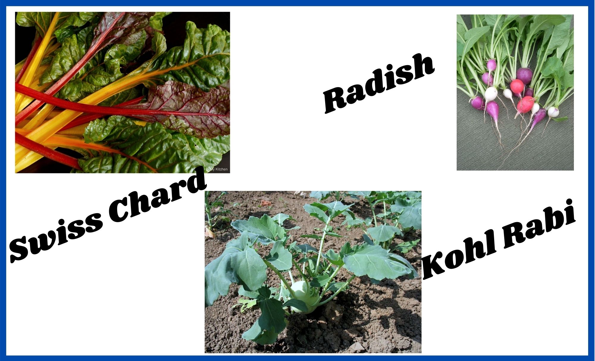 Swiss chard, radish, kohl rabi