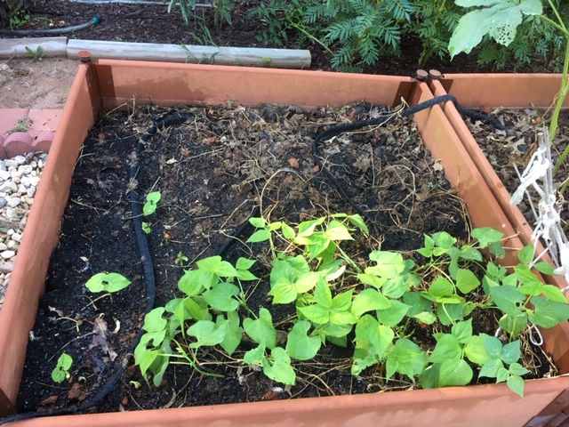 Fall beans first succession planting 