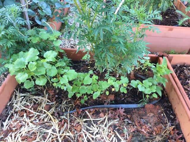 Fall Okra to create shade for Fall lettuce