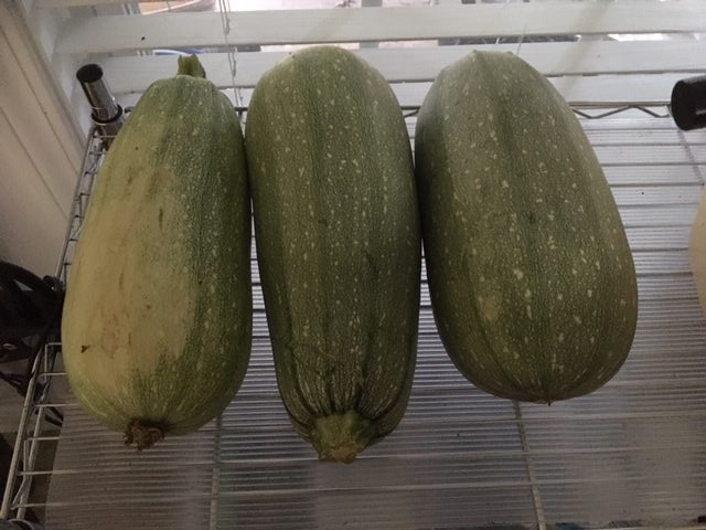 Curing zucchini for seed saving