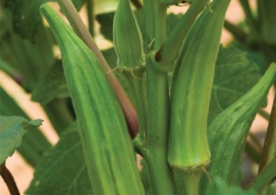 Okra, clemson spinless