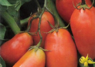 Tomato, San Marzano