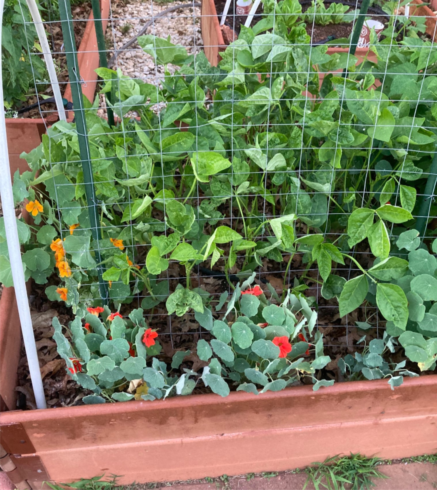 Border method of trap cropping using nasturtium to protect black-eyed peas.