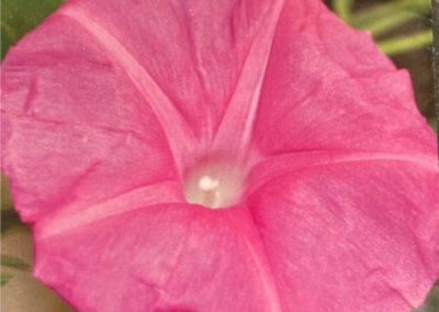 Morning Glory, Candy Pink