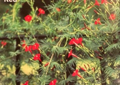 Morning Glory, Cardnial Climber