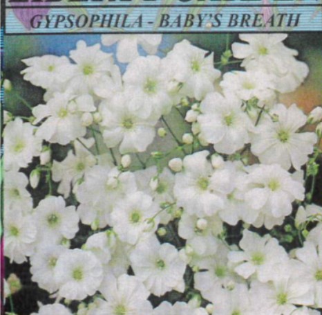 Gypsophila (Baby's Breath)