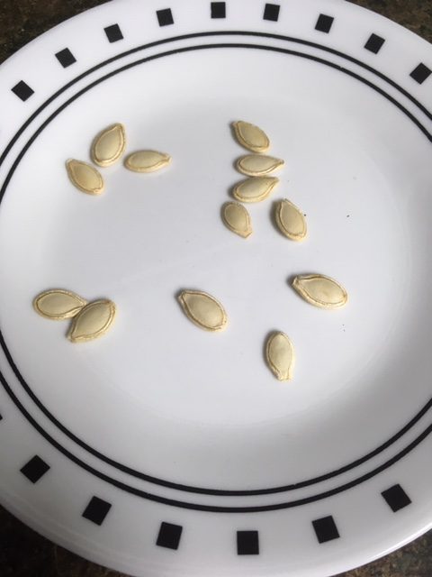 Drying Seeds