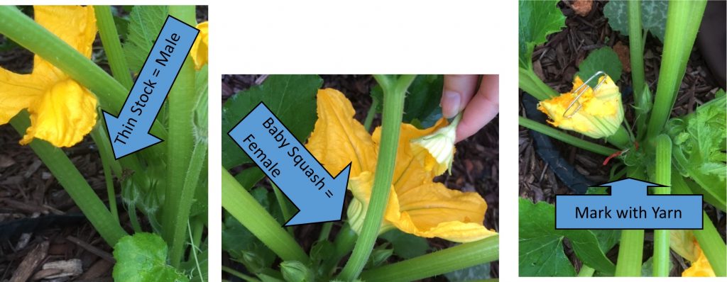 Squash Flowers