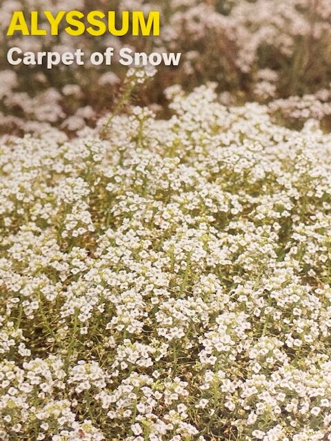 Alyssum Aphrodite