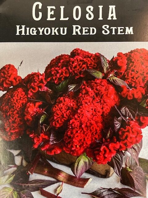 Celosia Higyoku Red Stem