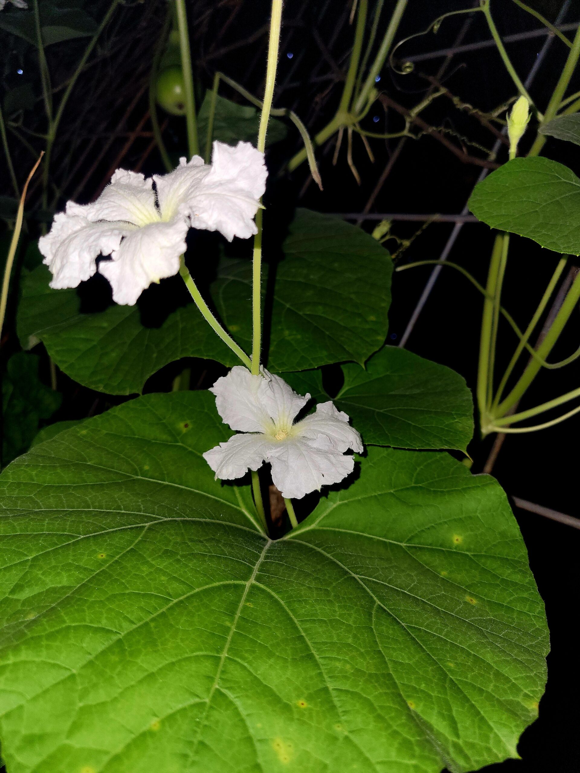 Bird House Gourd Flowers picture by Grace Woods