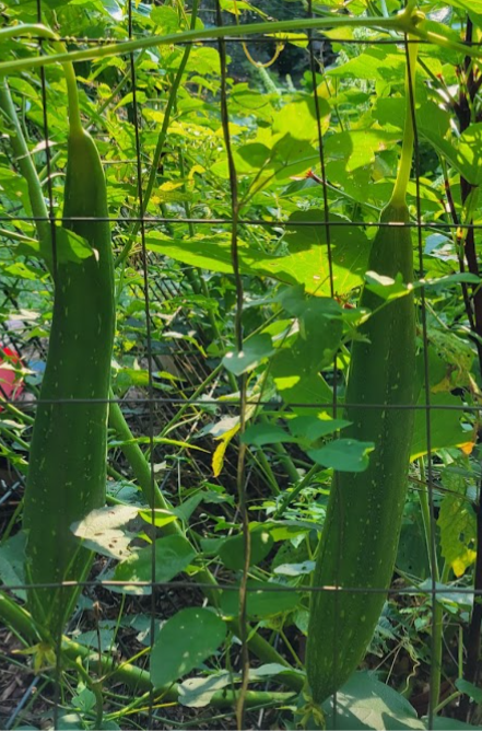 Luffa Gourd picture by Grace Woods