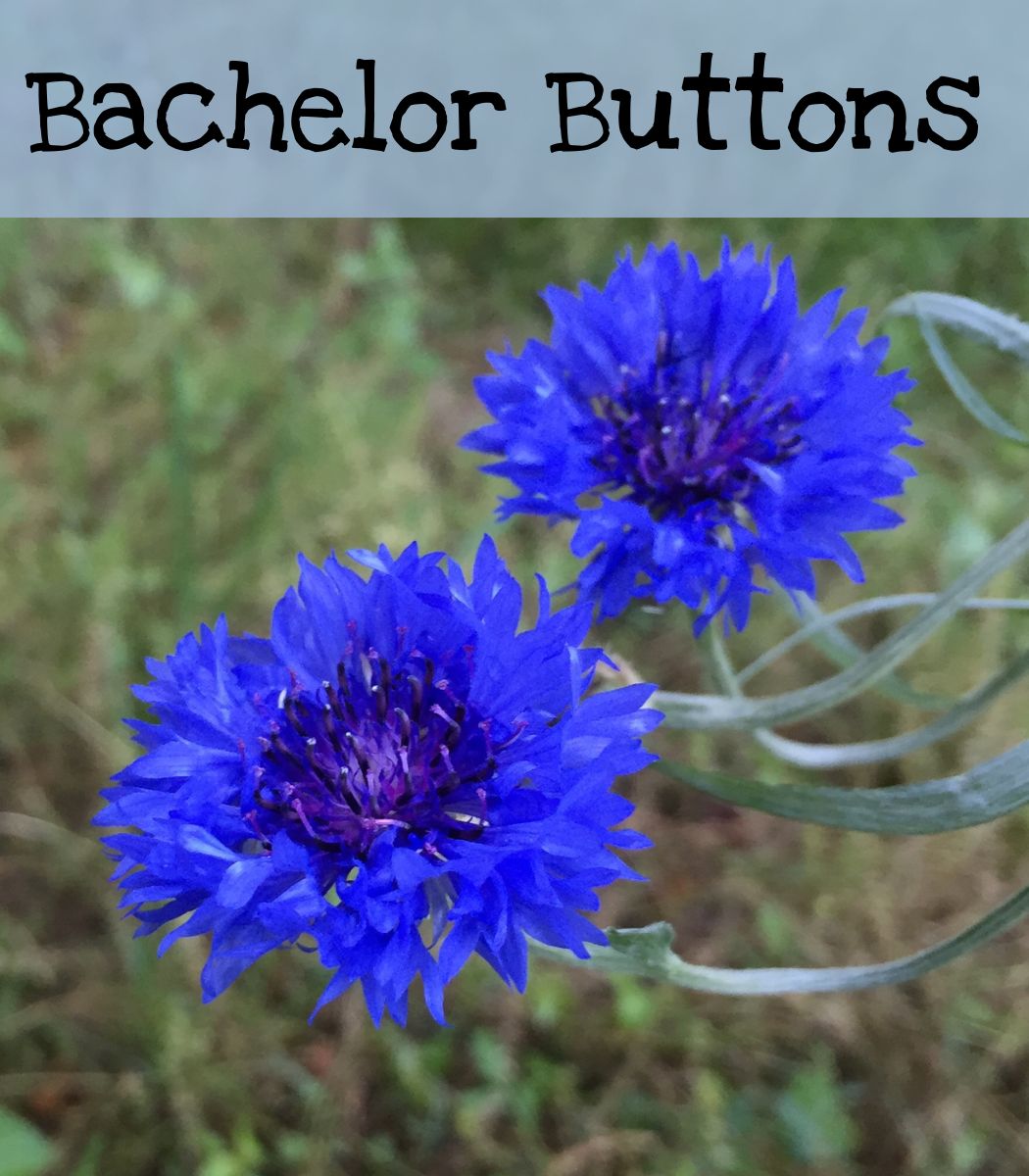 Bachelor Buttons (Cornflower)