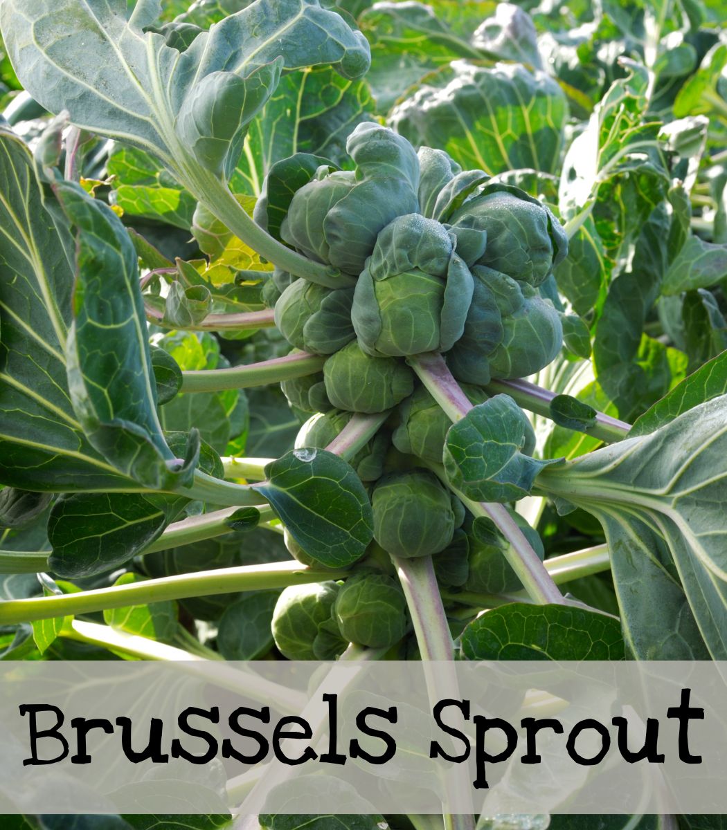 Brussels Sprout