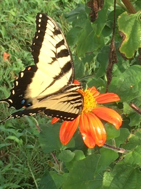 Eastern Tiger Swallowtail on my Mexican Sunflower Picture by Elizabeth Jones