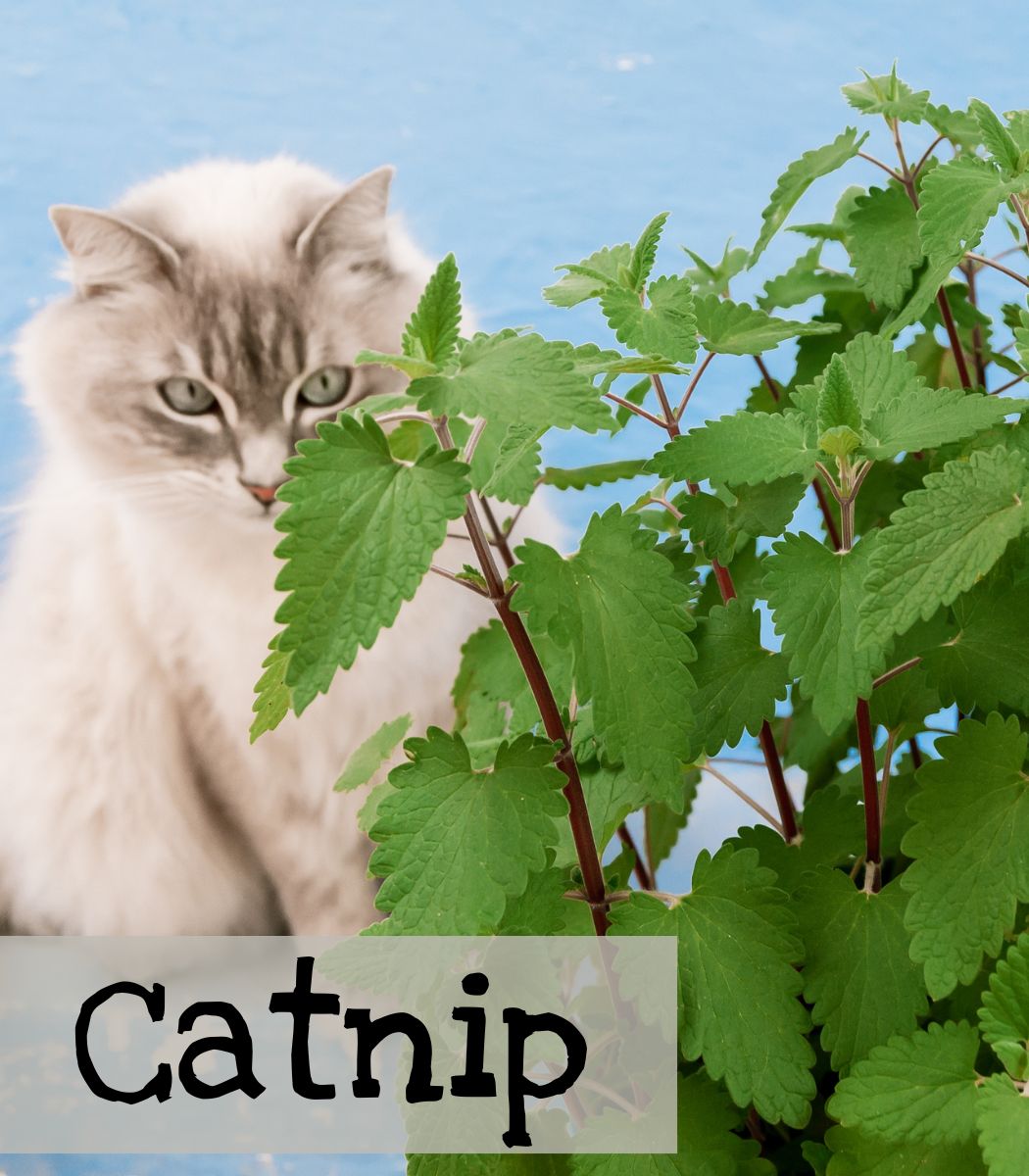 Catnip