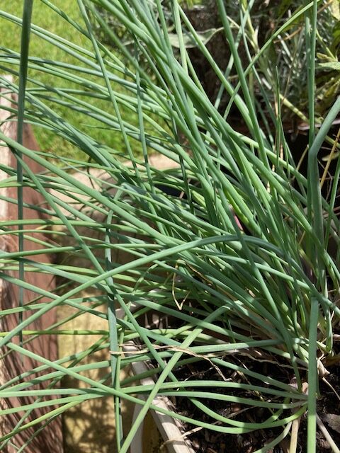 Chives Picture by Elizabeth Jones