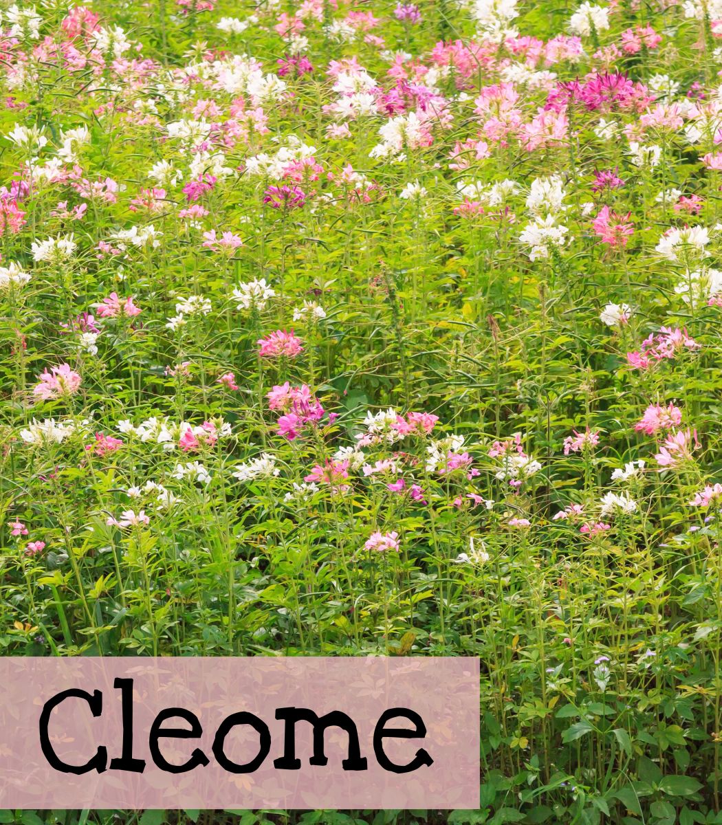 Cleome