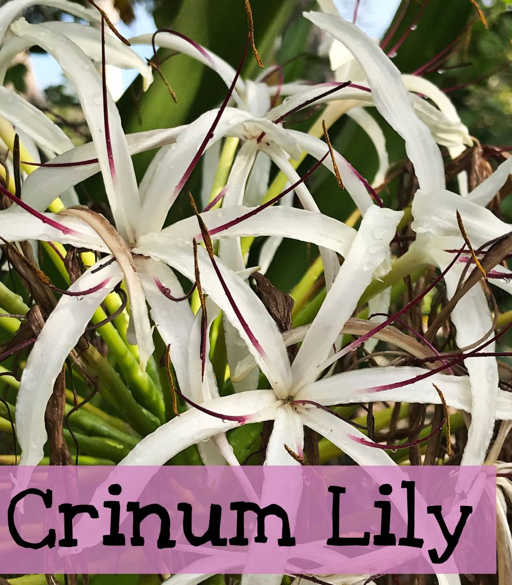 Crinum Lily