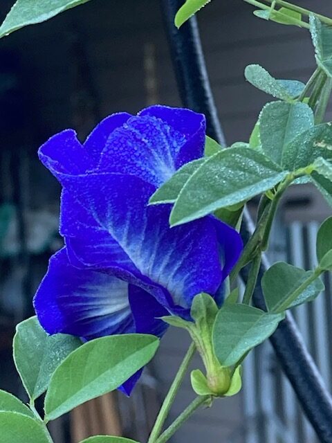 Side view of My Butterfly Pea