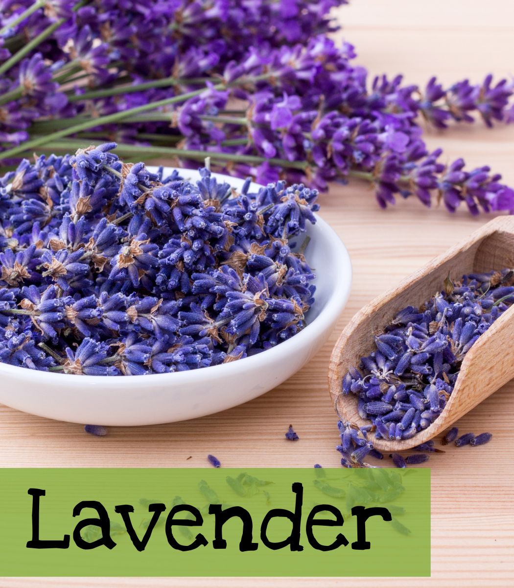 Lavender