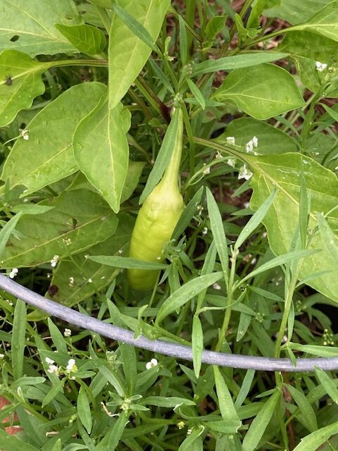 My Banana Pepper Picture by Elizabeth Jones