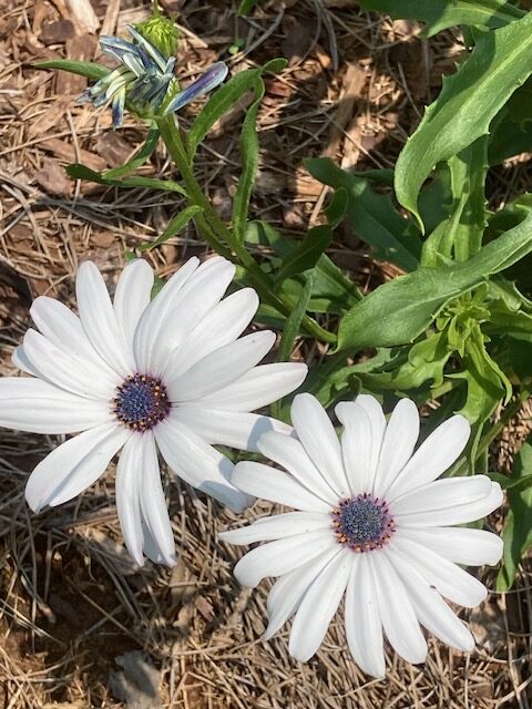 My Blue Eyed African Daisies