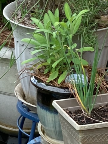 My Broadleaf Sage Picture by Elizabeth Jones