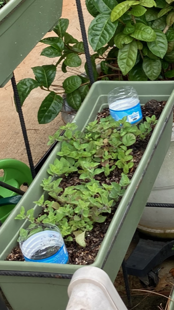 My Greek Oregano with water bottle reservoirs Picture by Elizabeth Jones