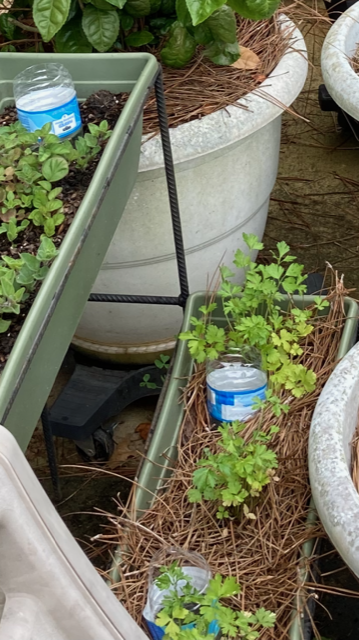 My Italian parsley Picture by Elizabeth Jones