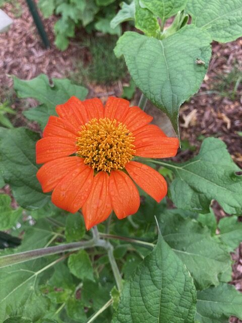 My Mexican Sunflower Picture by Elizabeth Jones