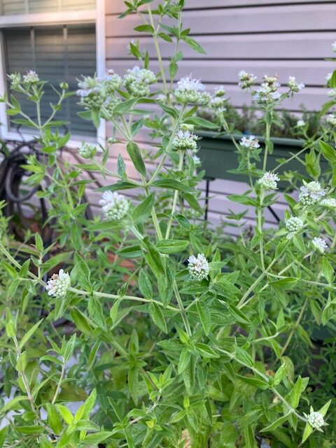 My Mountain Mint in flower Picture by Elizabeth Jones