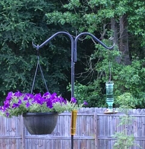 My Petunias and a hummingbird at the feeder Picture by Elizabeth Jones